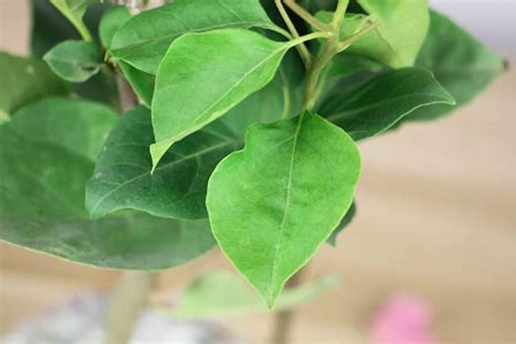 三角梅什么时候施肥