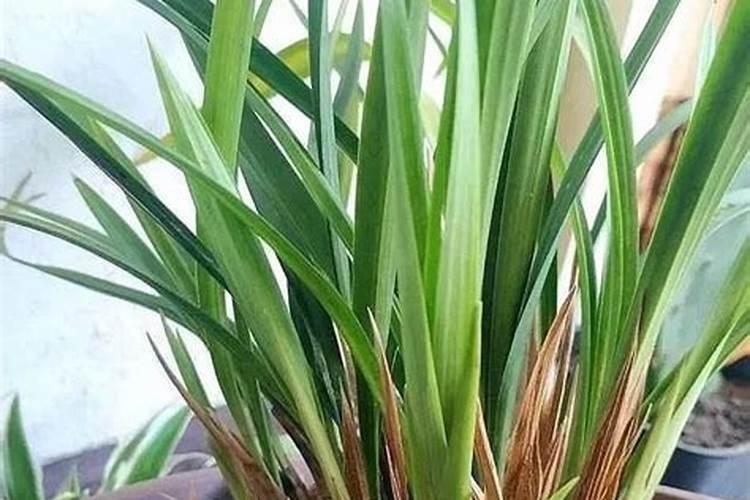 兰花施磷酸二氢钾的方法