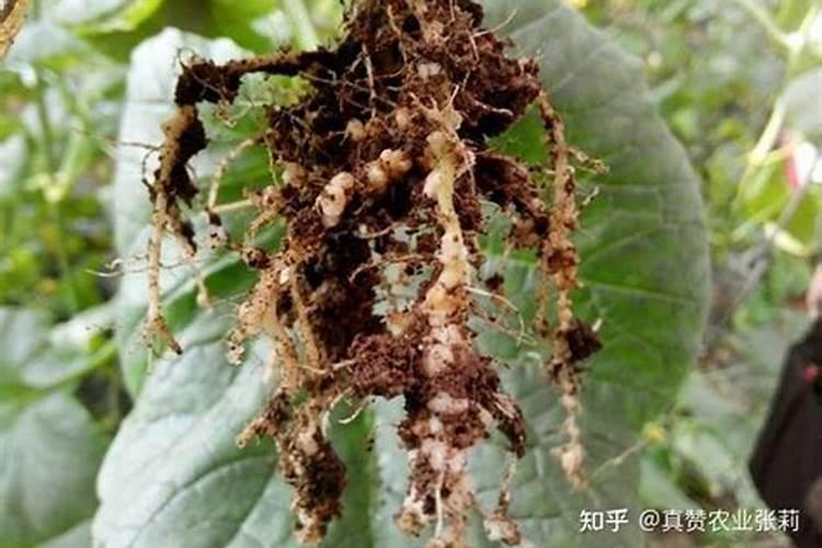 铜钱草里长了很多小虫子,白白的,有点像蛆,怎么办啊？