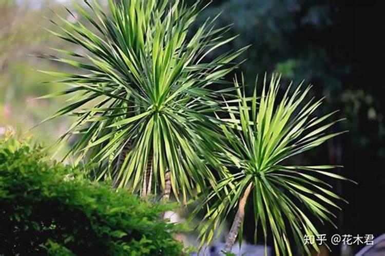 微藻应用潜力有多大？揭秘微藻界的最强王者​  雨生红球藻