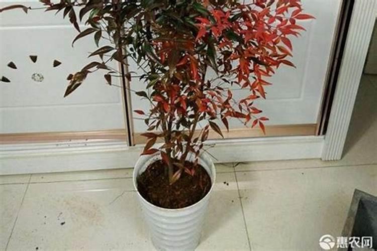 罗汉松多久施一次肥 施肥时间和方法