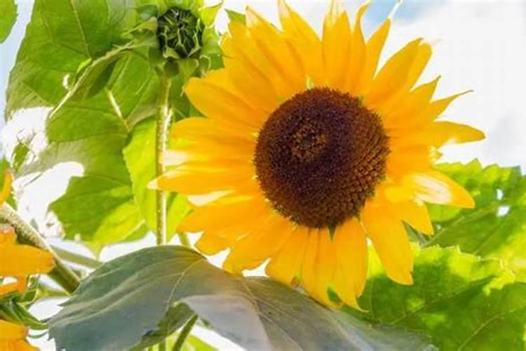 葵花开花后可以追肥吗？