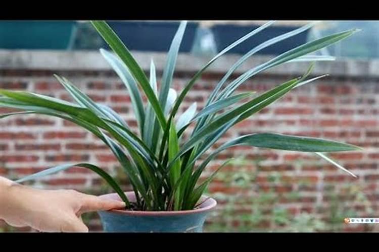 兰花磷酸二氢钾什么时候用最好