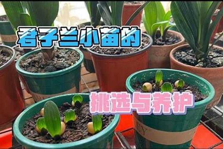 家养君子兰氮磷钾如何采用