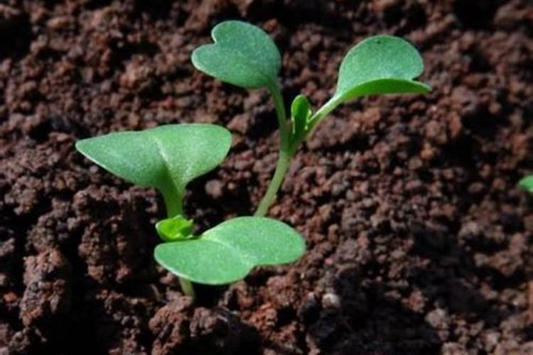 菜心发芽后几天可施肥