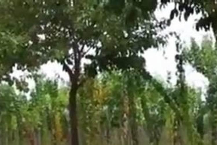 秋冬园林丝棉木等苗木养护的八大技术