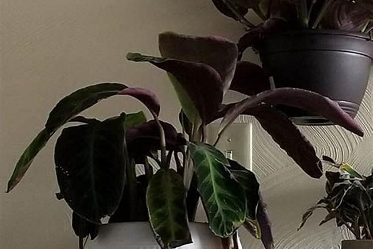 花生喜欢什么肥料