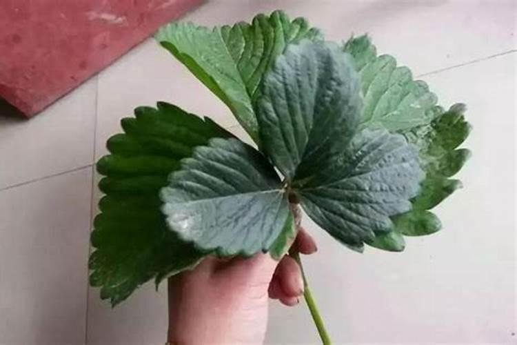 草莓如何施肥更高产