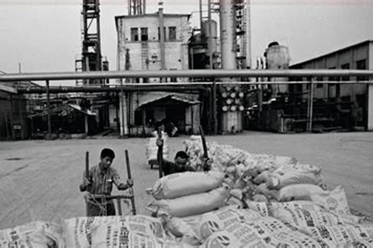 山东哪个市的大型化肥厂最多