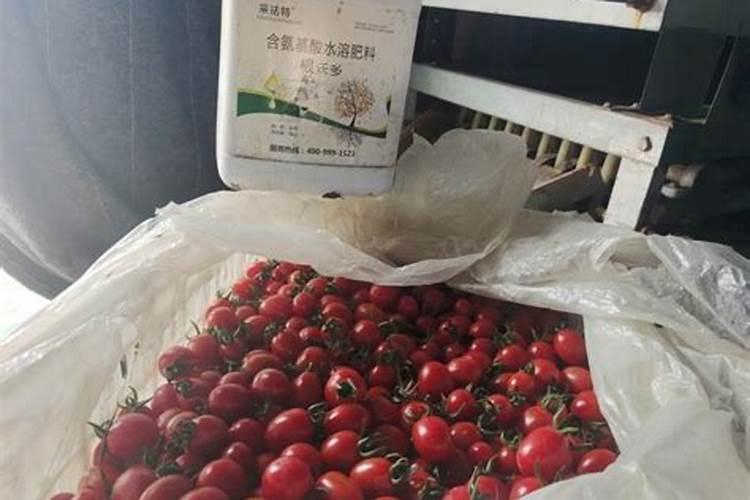 硝酸钾水溶肥能用于蓝莓种植吗？