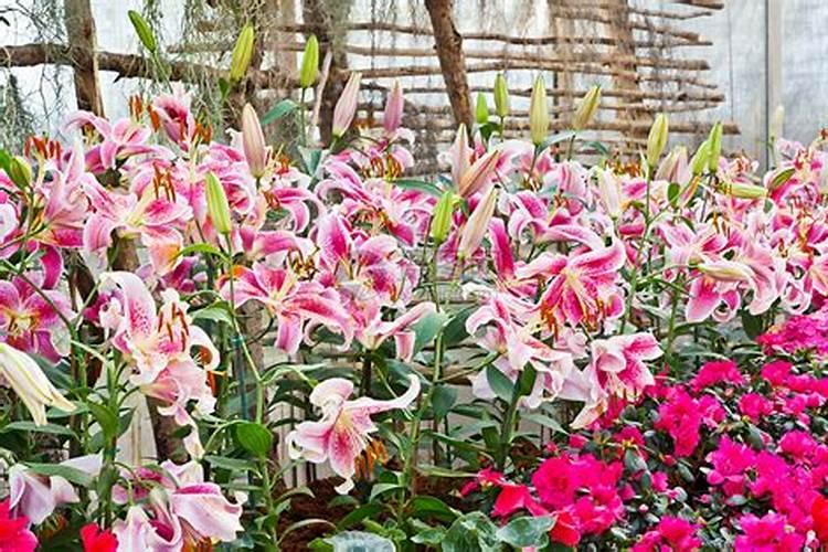 百合开花了怎么处理