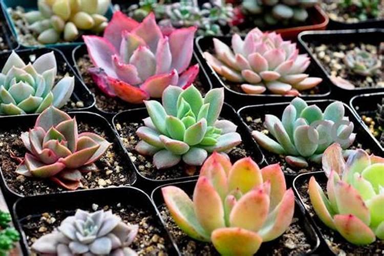 多肉植物如何施肥,多肉植物肥料自制方法