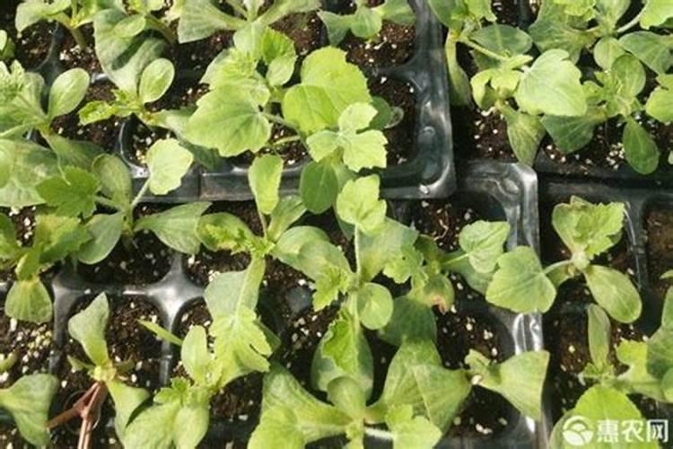 西瓜发芽后怎么管理