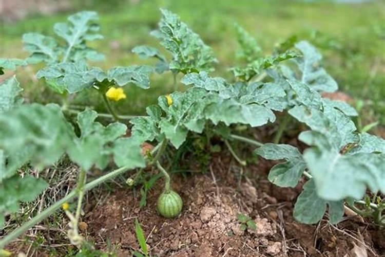 西瓜发芽了怎么种植