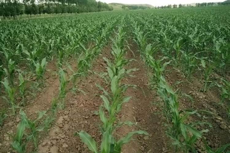 玉米生长后期开花后追施钾肥有作用吗？