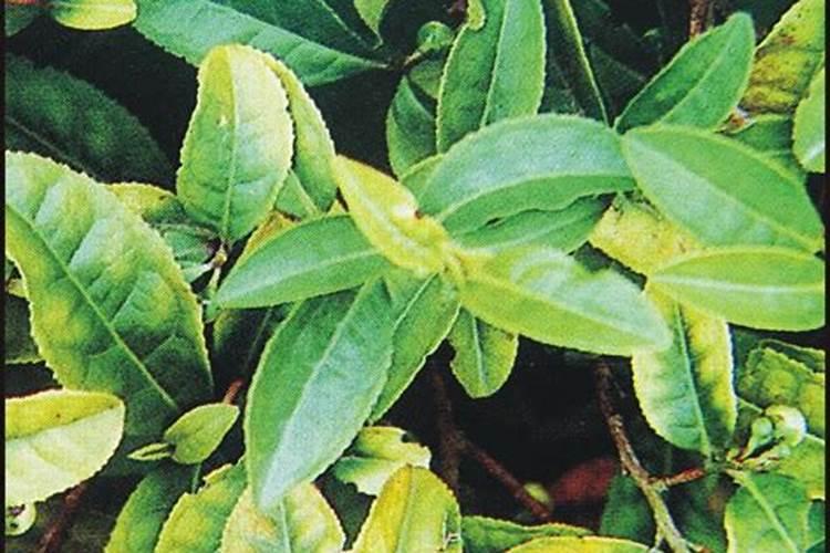 叶菜用什么叶面肥能使茎杆粗壮叶面肥大？