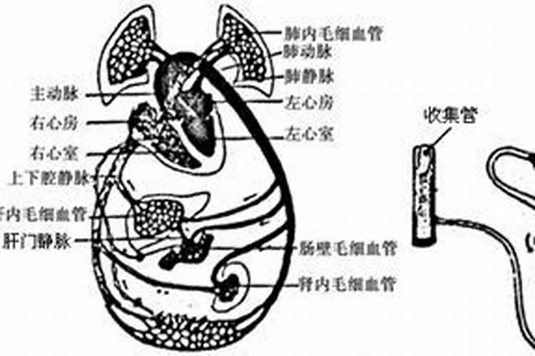 三角梅施肥用什么肥料