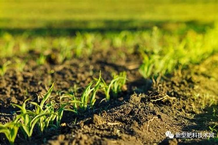 聚谷氨酸和聚天门冬氨酸做为肥料添加剂哪个好