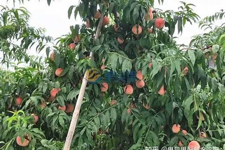 桃树什么时候适合追肥？用什么水溶肥好