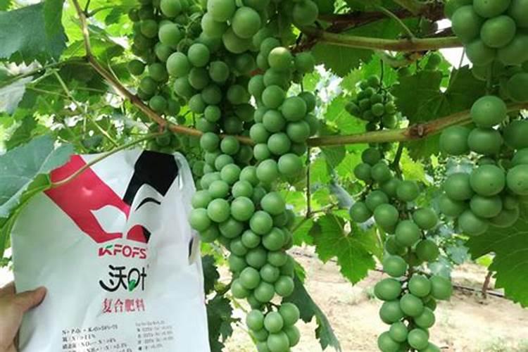 兰花能不能用芸苔素