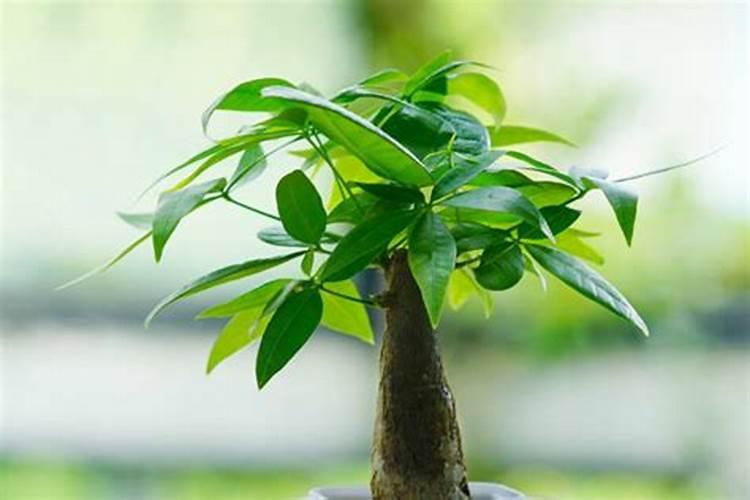 竹子施什么肥最好