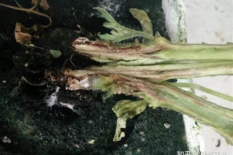 不能与苗后除草剂混用的药