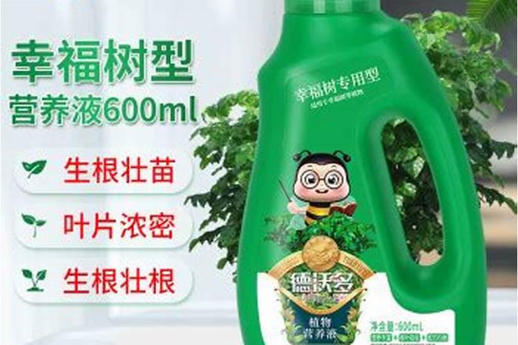 幸福树施什么肥最好 幸福树怎么施肥