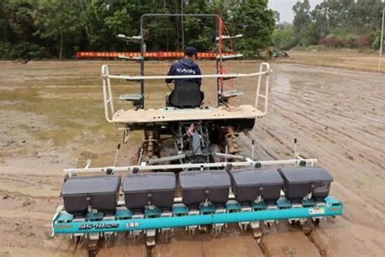 金粳818对下年水稻有影响吗 种植注意事项有哪些