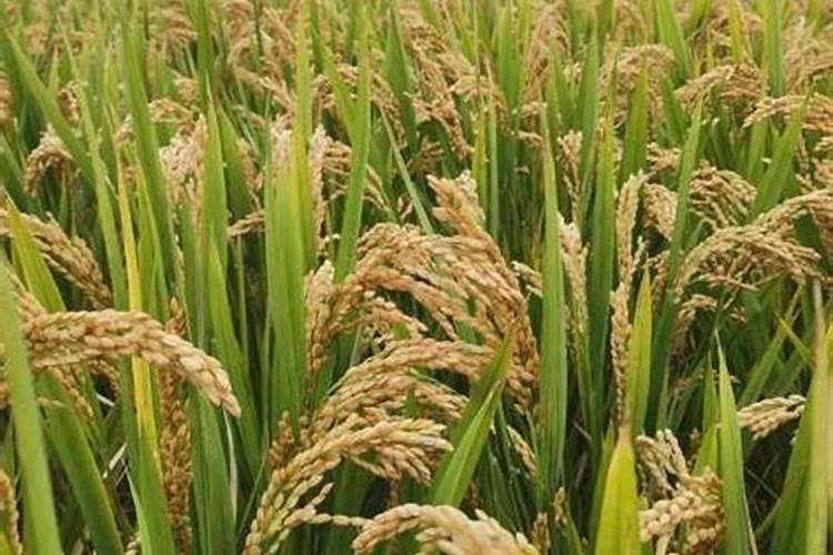 金粳818对下年水稻有影响吗 种植注意事项有哪些