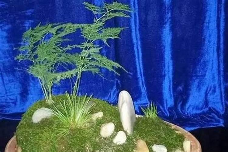 文竹浇什么肥最好