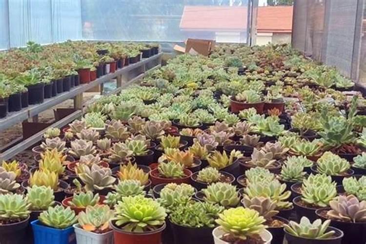 多肉可以用磷肥吗