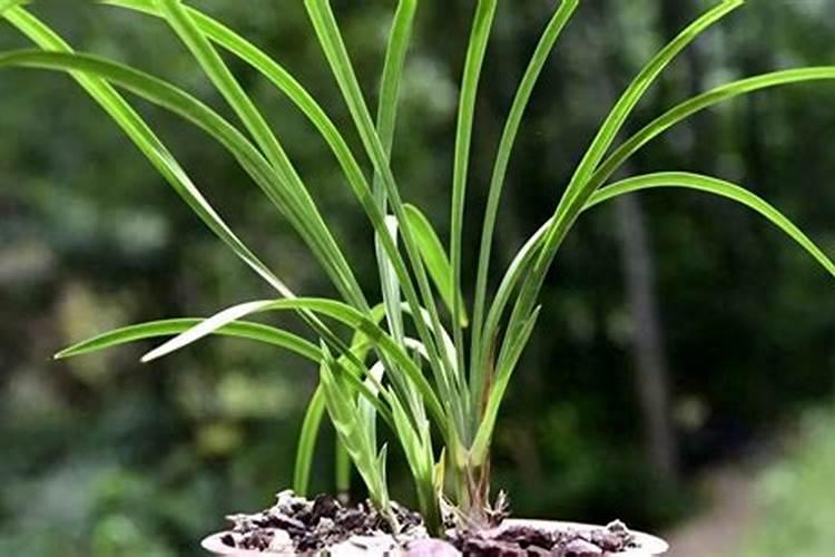 尿素可以浇兰花吗