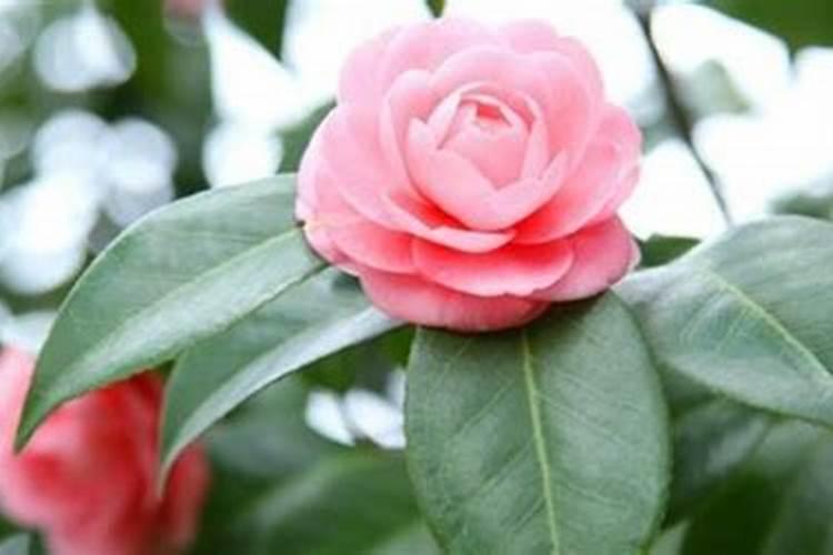 如何养好盆栽山茶花？