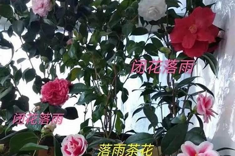 盆栽茶花的施肥方法