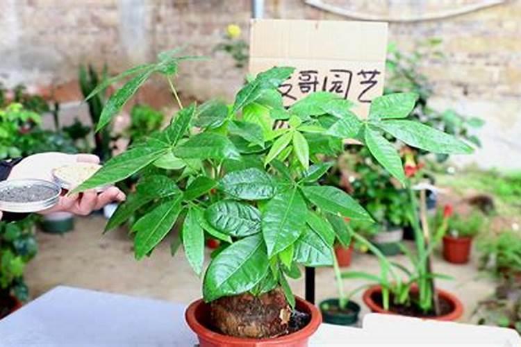 发财树施什么肥料最好