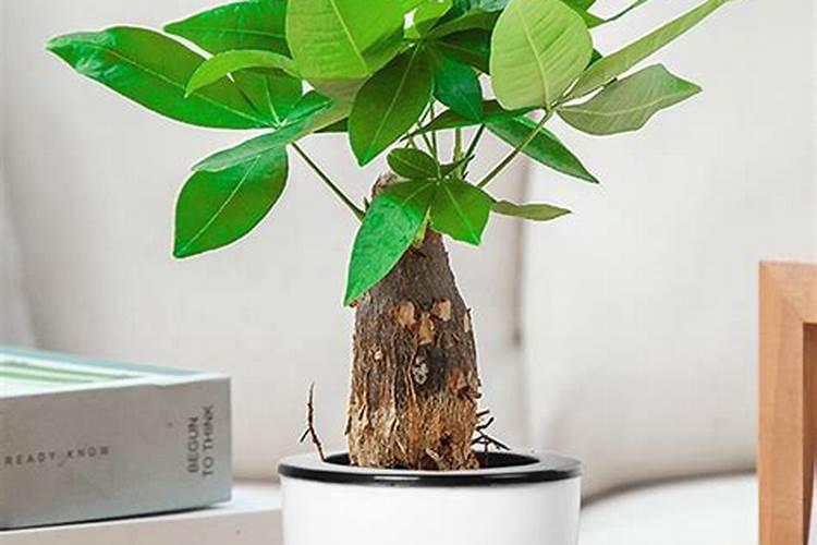 发财树施什么肥料最好