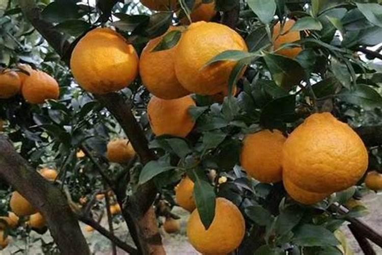 不知火丑橘的养殖方法