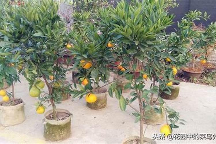 吃了不上火的不知火(丑橘)种植方法!