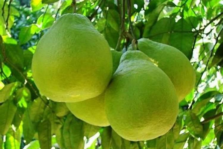 高钾大量元素水溶肥哪个牌子的比较好,