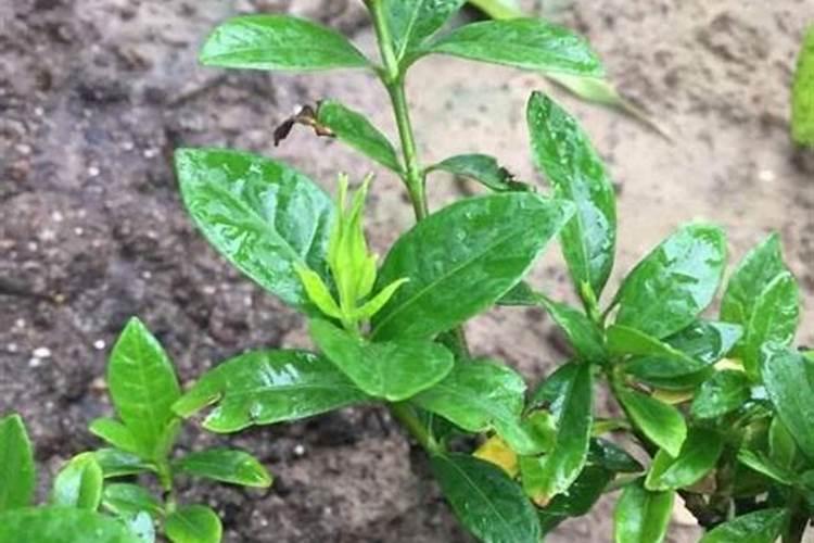 栀子花花苞时浇什么肥料(栀子花施什么肥才能长出花蕾)