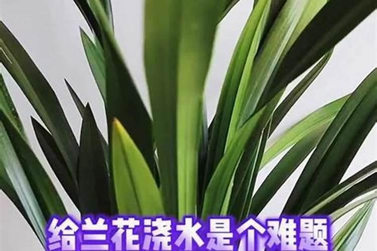 兰花肥可以浇君子兰吗