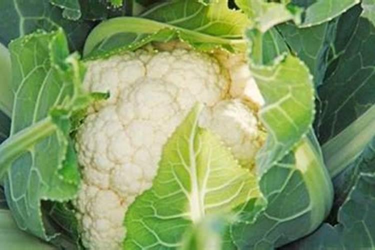 高钾肥料十大排名