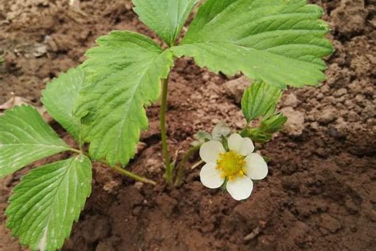 盆栽草莓为什么不开花,让草莓开花的六个技巧