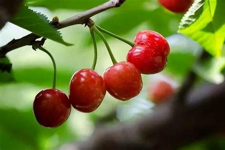 樱桃树施什么肥最好