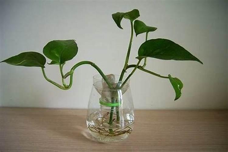 水培花卉叶面肥的使用