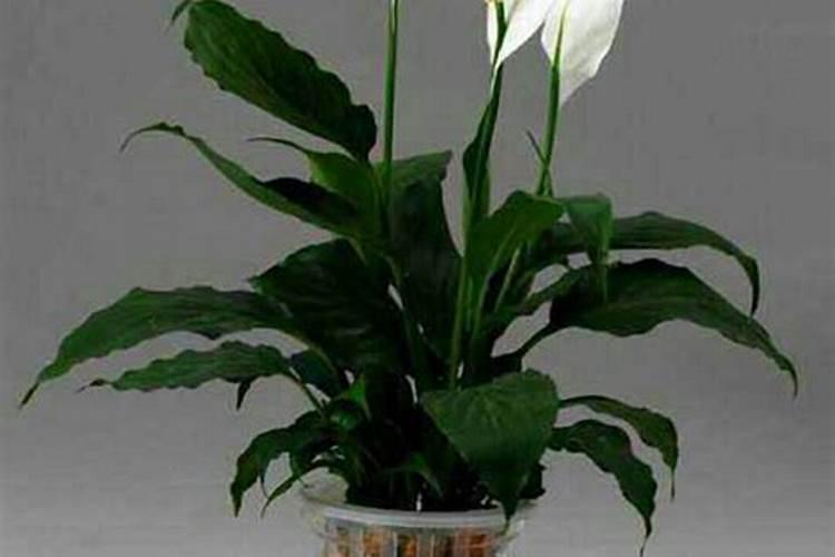 水培的白鹤芋该怎么养