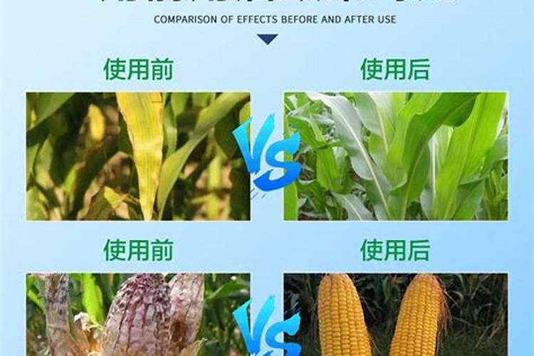 报春花什么季节施肥最好