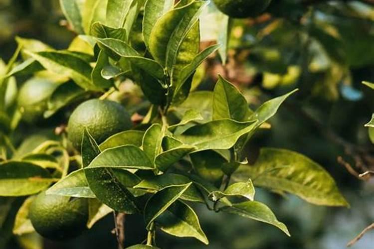 怎样防止柑橘裂果