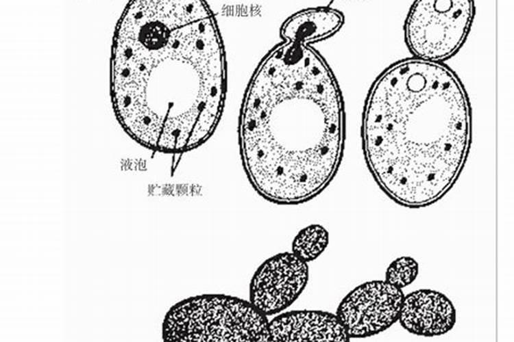 酵母菌可以喂幼鱼吗？为什么呢？