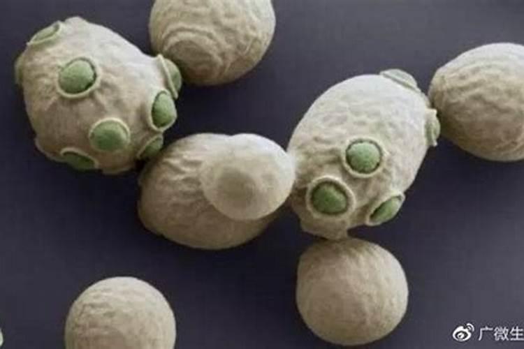 我用红糖酵母加鱼蛋白茵肥发酵可以吗